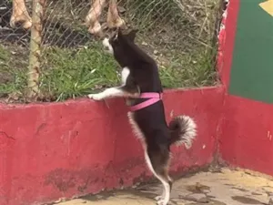 Cachorro raça SRD-ViraLata idade 7 a 11 meses nome Charlote husky siberiano 