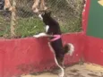 Charlote husky siberiano