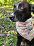 Julius
