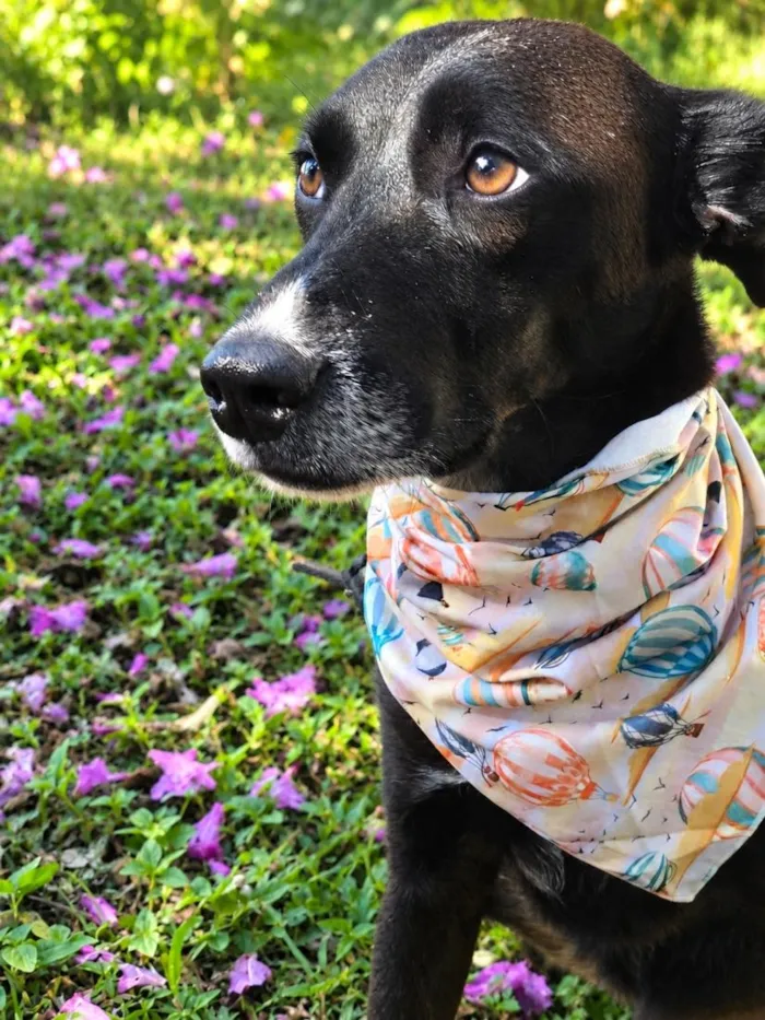 Cachorro raça SRD-ViraLata idade 3 anos nome Julius