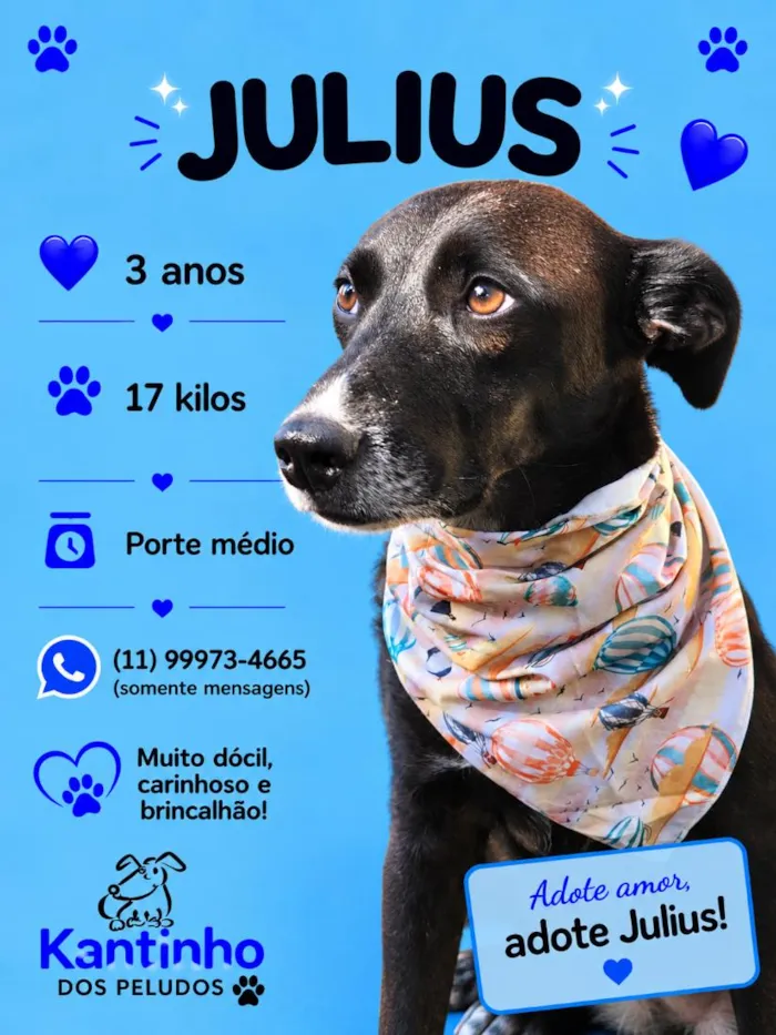 Cachorro raça SRD-ViraLata idade 3 anos nome Julius