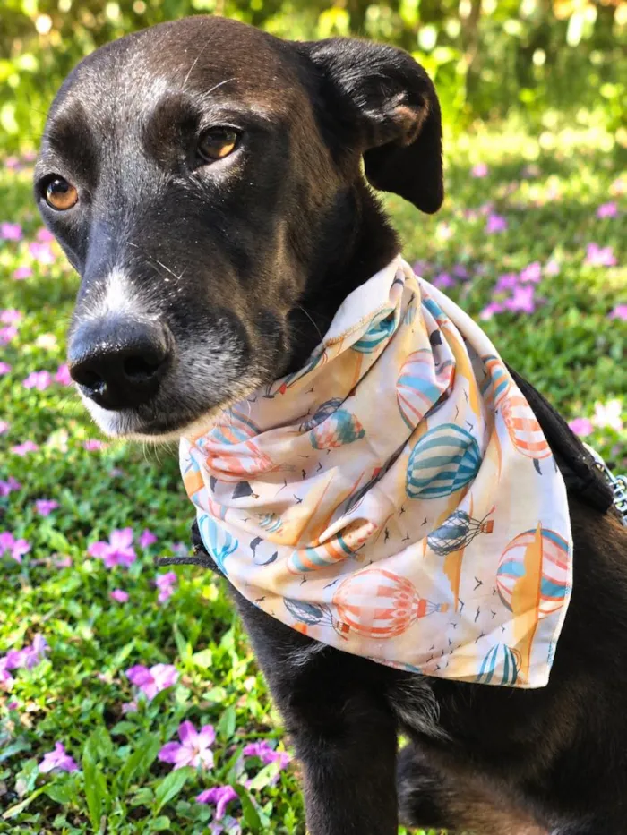 Cachorro raça SRD-ViraLata idade 3 anos nome Julius