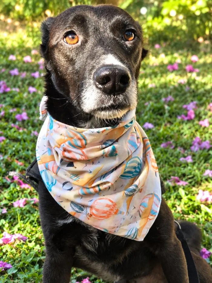Cachorro raça SRD-ViraLata idade 3 anos nome Julius