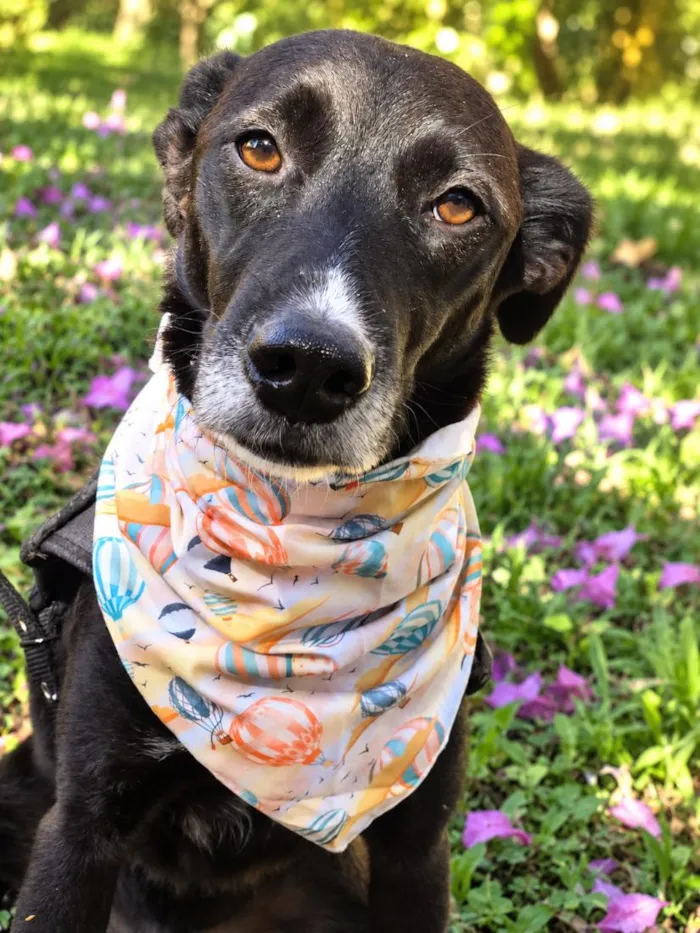 Cachorro raça SRD-ViraLata idade 3 anos nome Julius