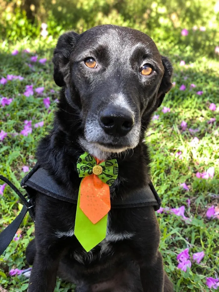 Cachorro raça SRD-ViraLata idade 3 anos nome Julius