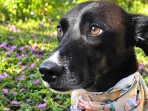 Cachorro raça SRD-ViraLata idade 3 anos nome Julius