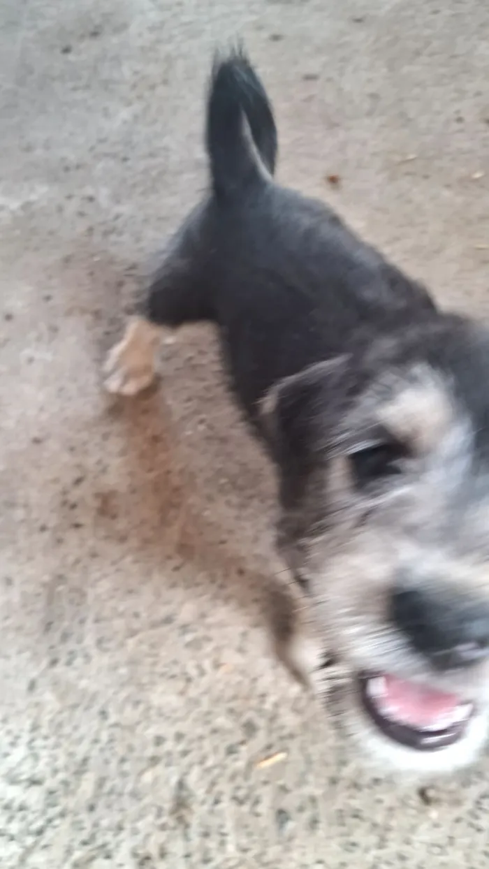 Cachorro raça SRD-ViraLata idade 2 a 6 meses nome sem nome ainda