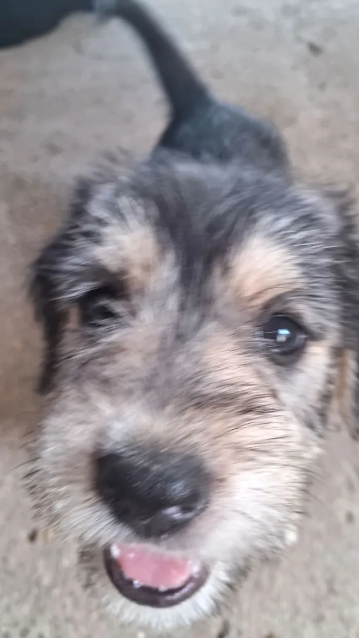 Cachorro raça SRD-ViraLata idade 2 a 6 meses nome sem nome ainda