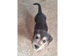 Cachorro raça SRD-ViraLata idade 2 a 6 meses nome sem nome ainda