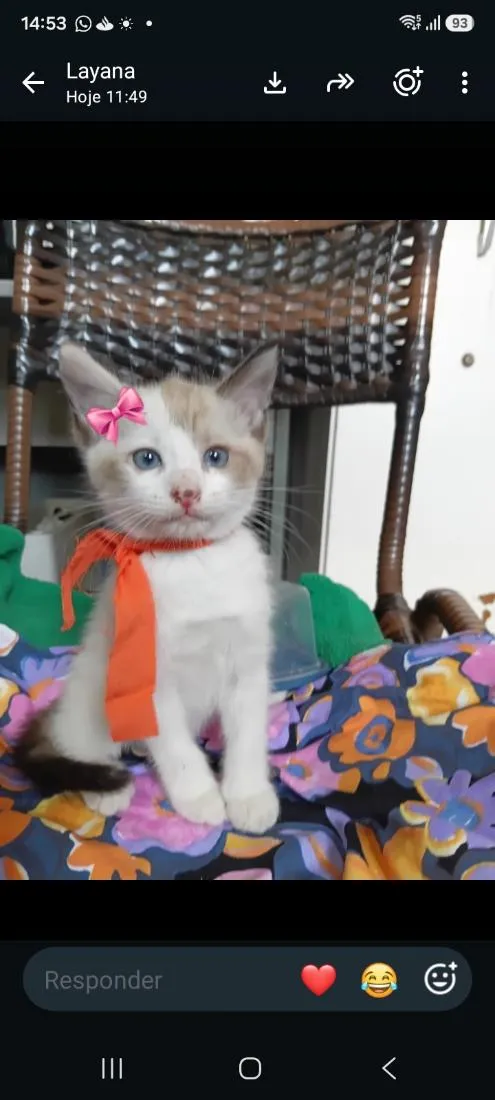 Gato raça SRD-ViraLata idade 2 a 6 meses nome lindy