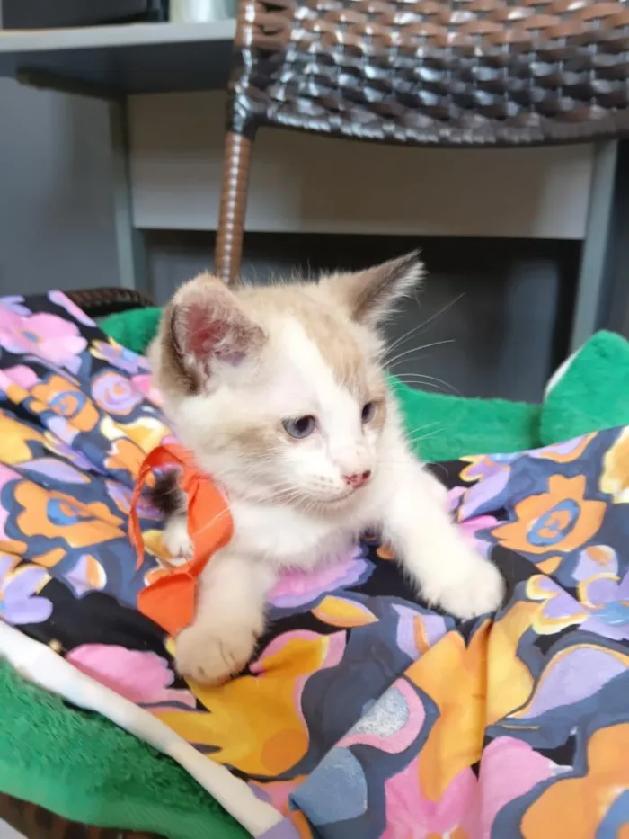 Gato raça SRD-ViraLata idade 2 a 6 meses nome lindy