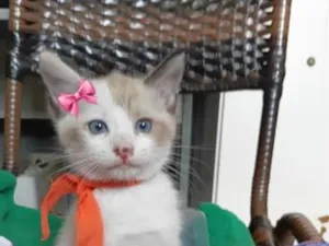 Gato raça SRD-ViraLata idade 2 a 6 meses nome lindy