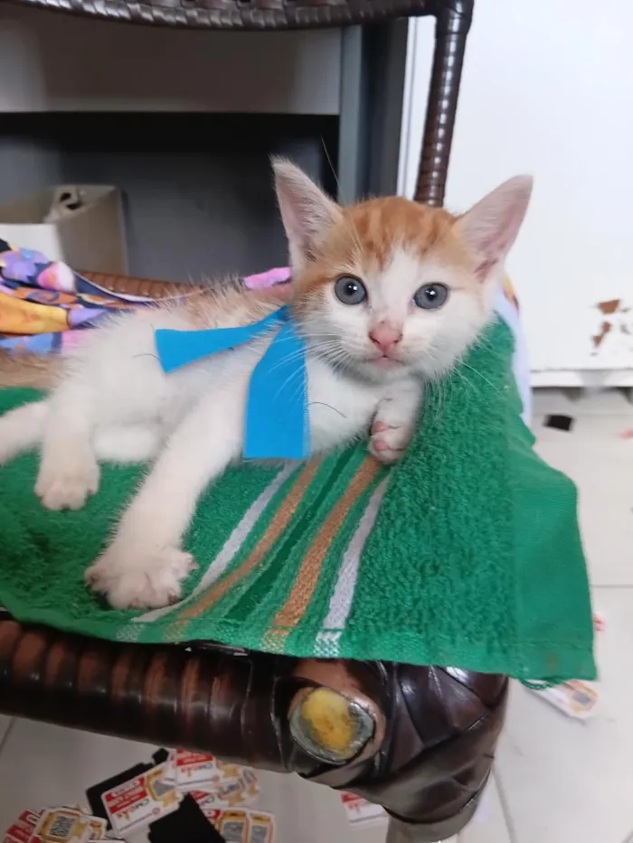 Gato raça SRD-ViraLata idade Abaixo de 2 meses nome Dom