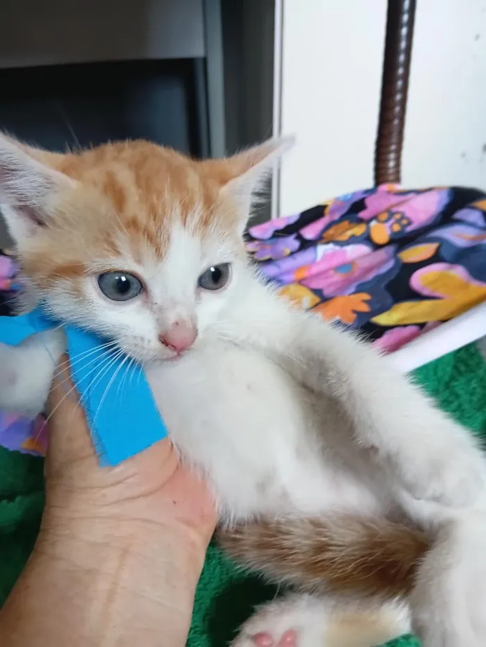 Gato raça SRD-ViraLata idade Abaixo de 2 meses nome Dom