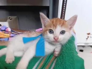 Gato raça SRD-ViraLata idade Abaixo de 2 meses nome Dom