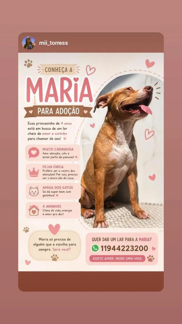Cachorro raça Pit-Bull idade 4 anos nome Maria