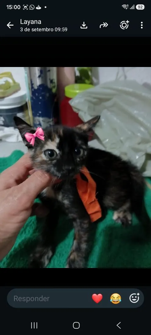 Gato raça SRD-ViraLata idade 2 a 6 meses nome Lea