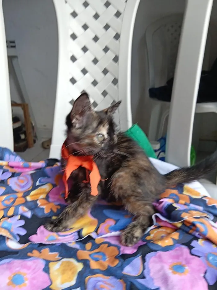 Gato raça SRD-ViraLata idade 2 a 6 meses nome Lea
