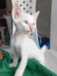 branquinho 