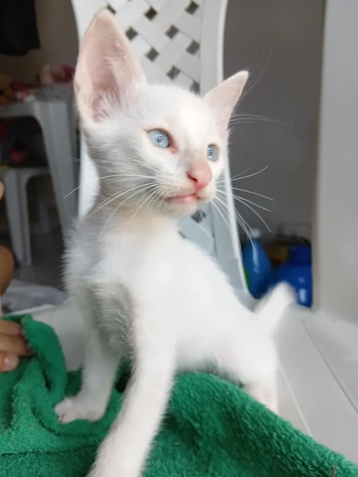 Gato raça SRD-ViraLata idade 2 a 6 meses nome branquinho 