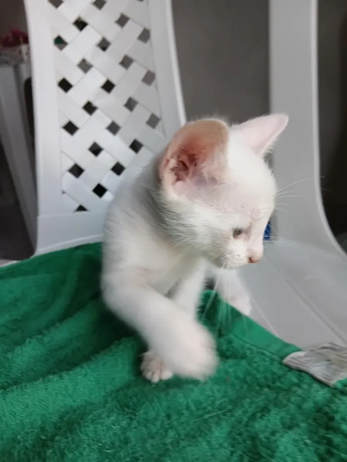 Gato raça SRD-ViraLata idade 2 a 6 meses nome branquinho 