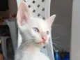 branquinho 