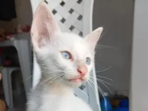 Gato raça SRD-ViraLata idade 2 a 6 meses nome branquinho 