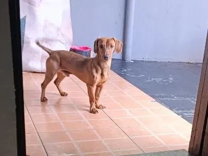 Cachorro raça SRD-ViraLata idade 7 a 11 meses nome maley