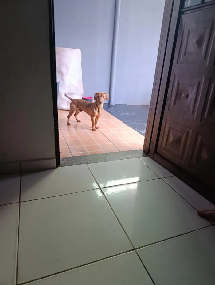 Cachorro raça SRD-ViraLata idade 7 a 11 meses nome maley