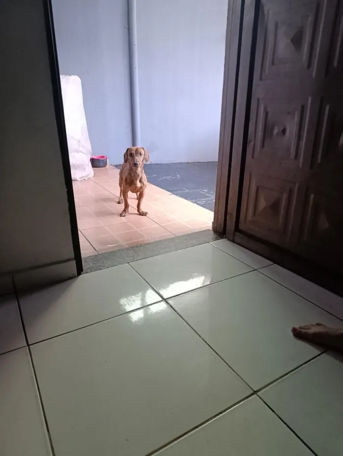 Cachorro raça SRD-ViraLata idade 7 a 11 meses nome maley