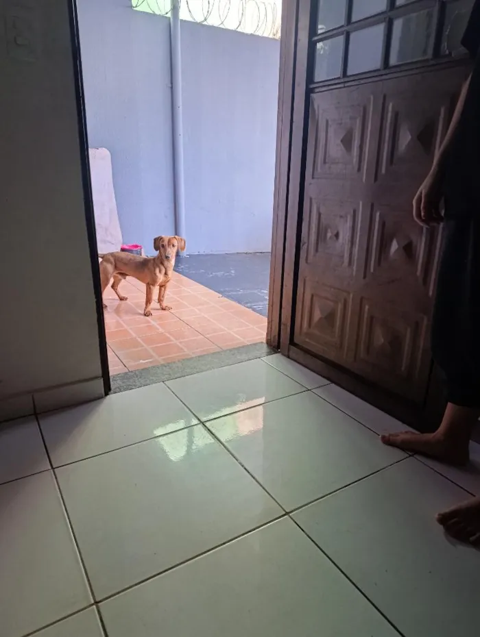 Cachorro raça SRD-ViraLata idade 7 a 11 meses nome maley