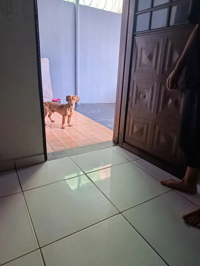 Cachorro raça SRD-ViraLata idade 7 a 11 meses nome maley