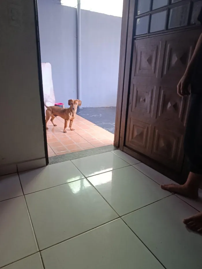 Cachorro raça SRD-ViraLata idade 7 a 11 meses nome maley
