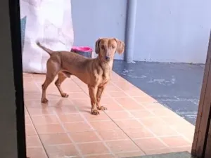 Cachorro raça SRD-ViraLata idade 7 a 11 meses nome maley