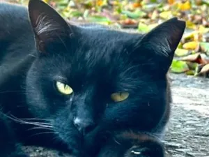 Gato raça Angorá idade 1 ano nome Leon