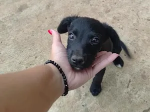 Cachorro raça SRD-ViraLata idade 2 a 6 meses nome Brigadeiro
