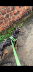 Fofinho