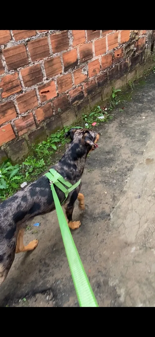 Cachorro raça Rottweiler idade 7 a 11 meses nome Fofinho