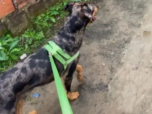 Cachorro raça Rottweiler idade 7 a 11 meses nome Fofinho