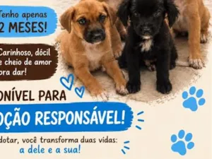 Cachorro raça SRD-ViraLata idade 2 a 6 meses nome Não dei nome 