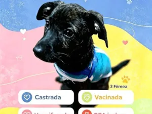 Cachorro raça SRD-ViraLata idade 2 a 6 meses nome Matilda