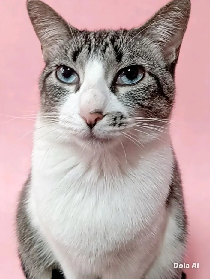 Gato raça SRD-ViraLata idade 1 ano nome Kàssia