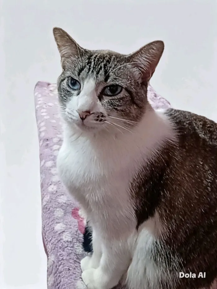 Gato raça SRD-ViraLata idade 1 ano nome Kàssia