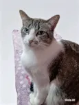 Kàssia