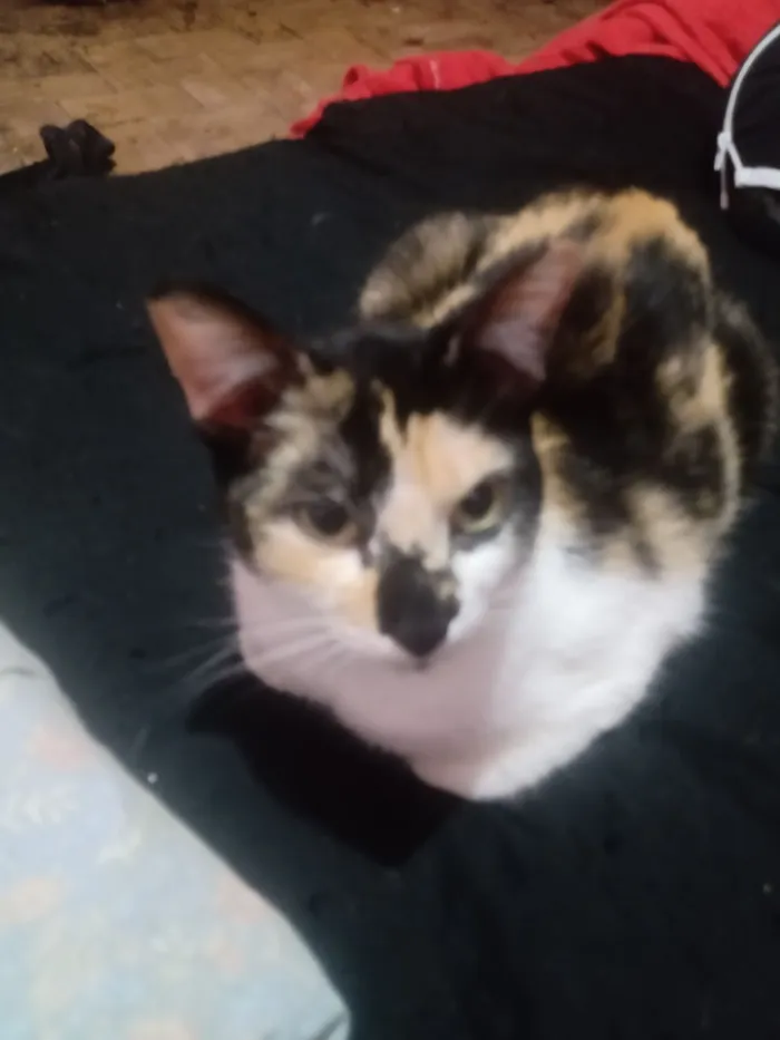 Gato raça SRD-ViraLata idade 1 ano nome Renata
