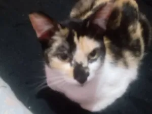 Gato raça SRD-ViraLata idade 1 ano nome Renata