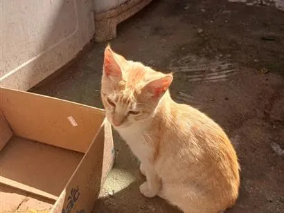 Gato raça SRD-ViraLata idade 2 a 6 meses nome Melissa