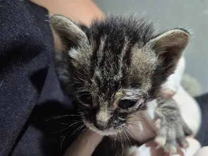 Gato raça SRD-ViraLata idade Abaixo de 2 meses nome Capitão (nome temporário)