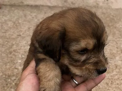 Cachorro raça SRD-ViraLata idade Abaixo de 2 meses nome Sem nome