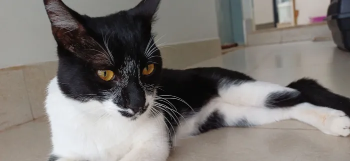 Gato raça SRD-ViraLata idade 7 a 11 meses nome Chico